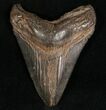 Megalodon Tooth - South Carolina #7486-1